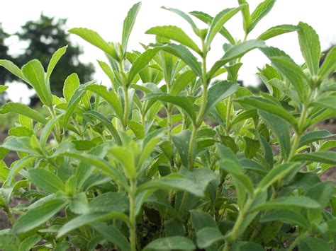 Cómo cultivar Stevia en casa   Manual de Cultivo ...