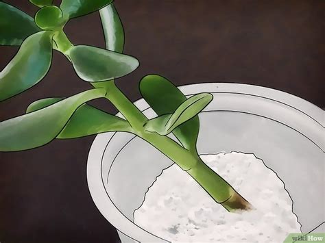 Cómo cultivar una planta de jade: 13 pasos  con fotos