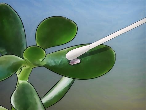 Cómo cultivar una planta de jade: 13 pasos  con fotos