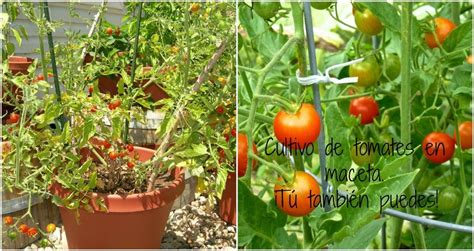 Cómo cultivar unos tomates de escándalo en maceta | Plantas