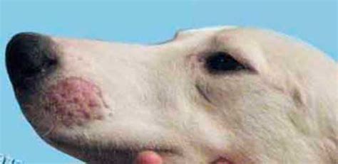 Como curar los Hongos en la piel de los perros | Remedios 10