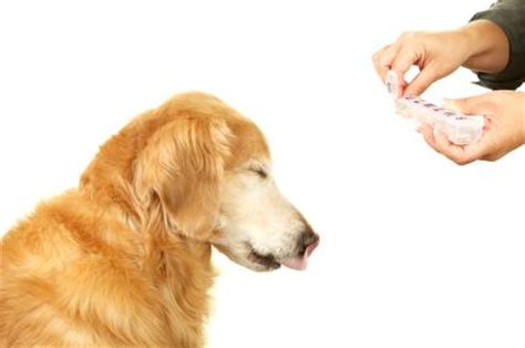 Como darle una pastilla a tu perro   Perro Contento