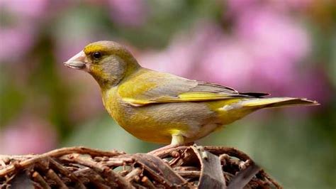Cómo desparasitar canarios y otras aves   Tiendanimal