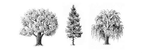Cómo dibujar árboles a lápiz para que se vean realistas
