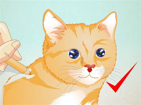 Cómo dibujar la cara de un gato: 8 pasos  con fotos