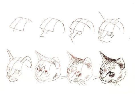 Como dibujar la cara de un gato paso a paso | Aprendo a ...