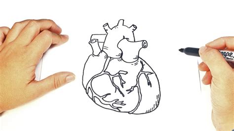 Como dibujar un Corazon Humano paso a paso | Corazón De ...
