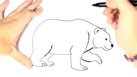 Como dibujar un oso polar para niños paso a paso   YouTube