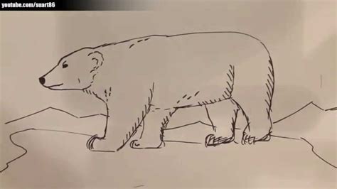 Como dibujar un oso polar YouTube