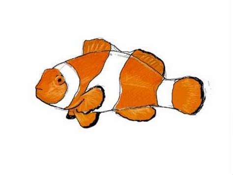 Como dibujar un pez payaso   Dibujos de animales   YouTube