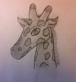 Cómo dibujar una jirafa   7 pasos