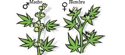 ¿Cómo diferenciar la marihuana hembra del macho?