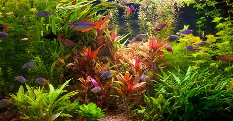 Cómo elegir plantas para acuario | Blog Verdecora