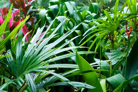Cómo elegir Plantas para un Jardín de Estilo Tropical