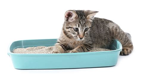 Cómo entrenar a tu gato y a ti mismo para mantener su caja ...