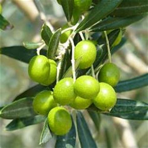 Cómo es el árbol olivo   Todas sus características y datos.