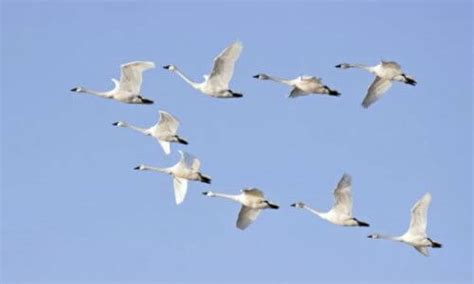 Cómo es la migración de las aves   Cuánto dura   Cuánto vuelan