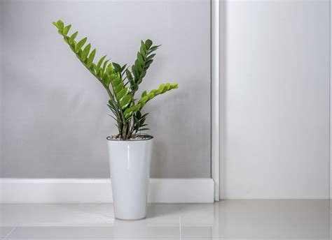 Cómo escoger plantas para interiores | BuenaVida.pr