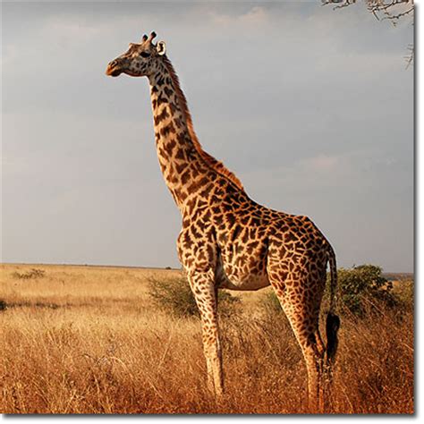 ¿Cómo estiró el cuello la jirafa? | Ciencias mixtas