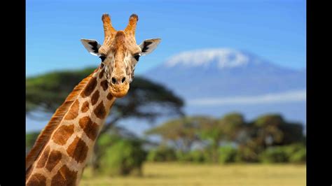 ¿Cómo evolucionó el cuello de las jirafas?   YouTube