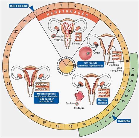 Como fazer tabela ciclo menstrual para engravidar ou não ...