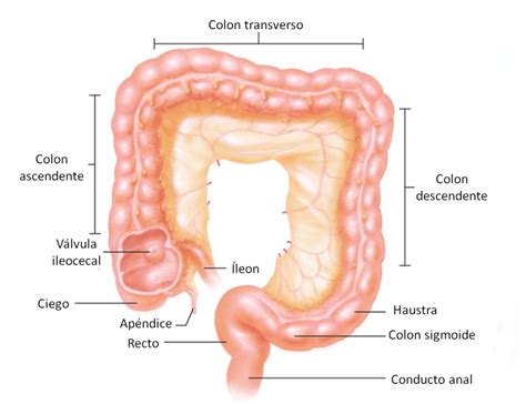 ¿Cómo funciona el aparato digestivo?