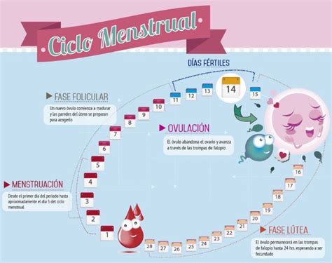Cómo funciona el ciclo menstrual Comoexpertos.com