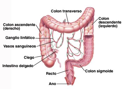 Cómo funciona el colon
