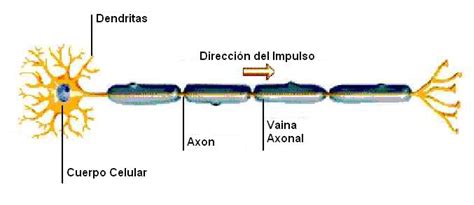 Como Funciona el Sistema Nervioso | La guía de Biología