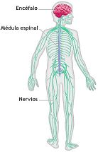 ¿Como funciona nuestro sistema nervioso?