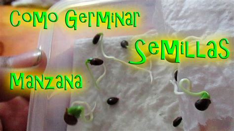 Como Germinar Semillas de Manzana   YouTube