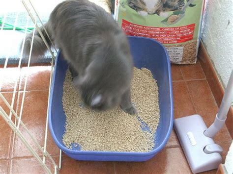 Cómo hacer arena casera para gatos | Mascotas