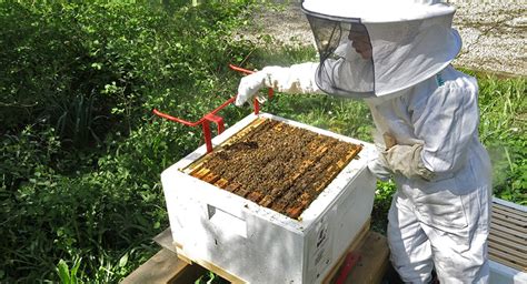 Como hacer colmenas de abejas : Instrucciones detalladas