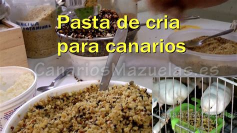 Como hacer pasta de cria para Canarios, por Pedro Mazuelas ...