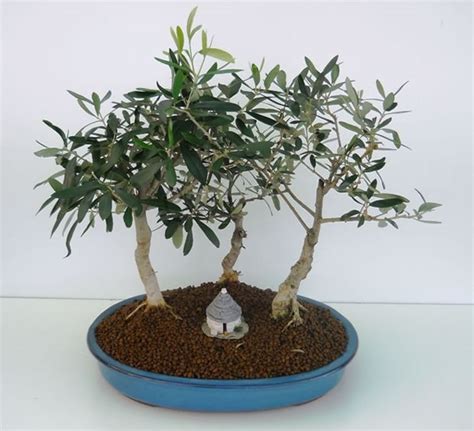 Cómo hacer tu propio olivo bonsái