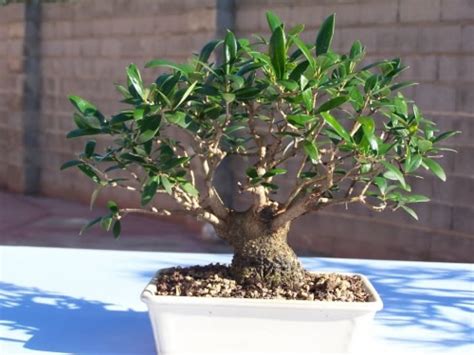 Cómo hacer tu propio olivo bonsái
