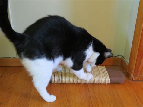 Cómo hacer un rascador de gato fácil | La Loca de los Gatos
