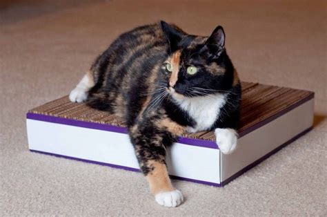 ¿Cómo hacer un rascador para gatos con cartón? | EROSKI ...