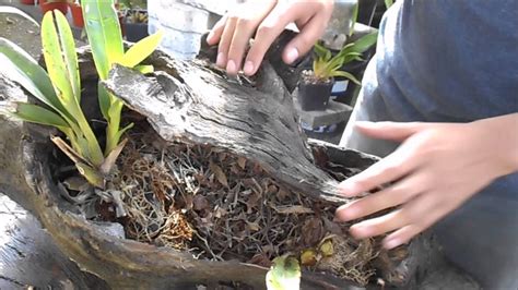 Como hacer un tronco plantado de orquídeas, bromelias ...