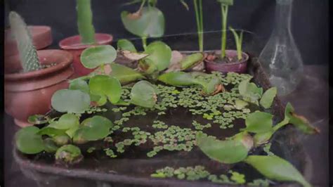 Como hacer una fuente para plantas acuáticas   reciclaje ...