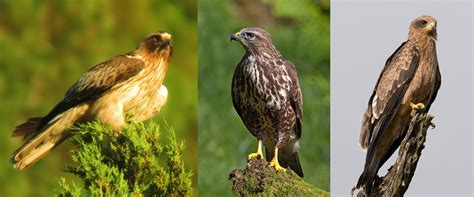 Cómo identificar 9 aves rapaces de España fácilmente ...