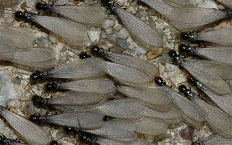 Cómo identificar una termita en 9 pasos | Termitas ...