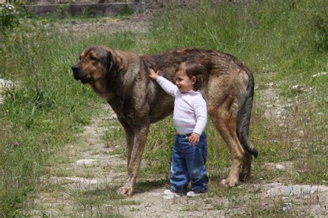 ¿Cómo influye el tamaño en los perros de caza?   Trofeo caza