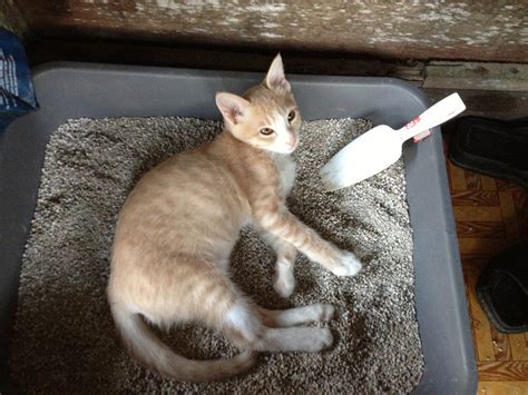 Cómo limpiar el arenero de tu gato | Mascotas