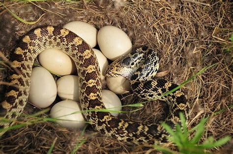 Como Nacen Las Serpientes?   Donde Viven, Como Nacen