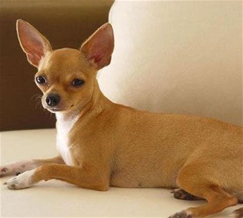 ¿Cómo Nacen los Perros Chihuahua?   Comosereproducen.com