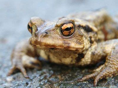 ¿Cómo Nacen los Sapos?  【¿Como Paren Estos Anfibios?】