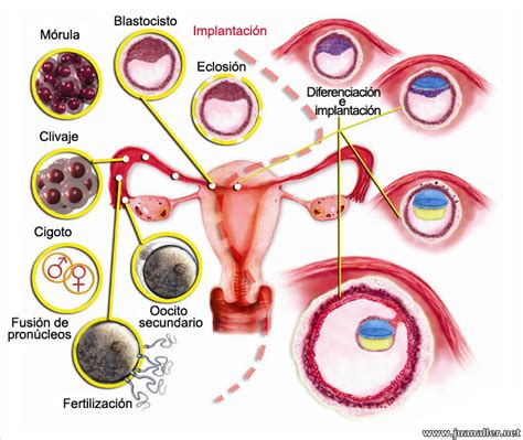 ¿Cómo ocurre el proceso de implantación del embrión?