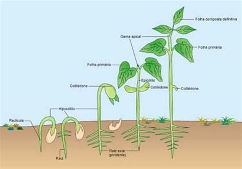 Como plantar feijão   É possível sim plantar feijão em ...