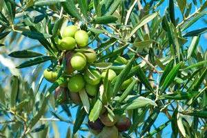 Cómo Plantar Olivos